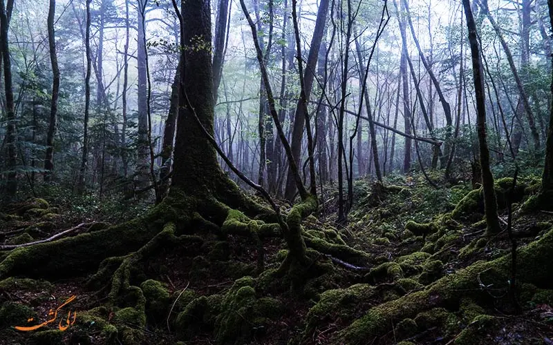 جنگل خودکشی ژاپن