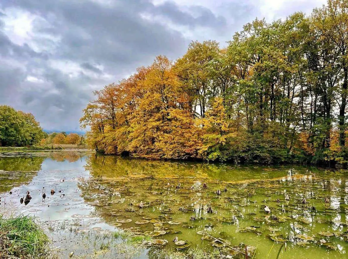 sustan-wetland-winter