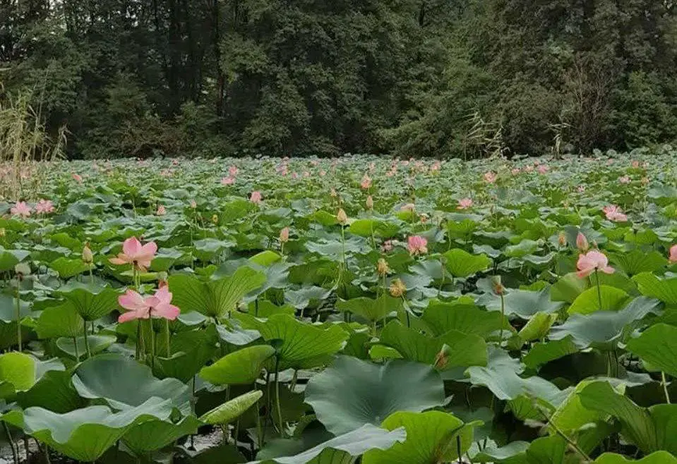 sustan-wetland-spring