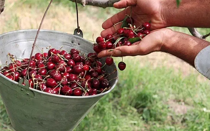 شهر آلبالو ایران