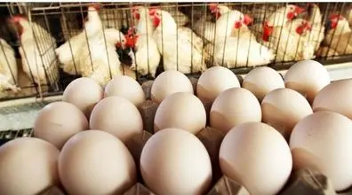 قیمت مرغ و تخم‌ مرغ اعلام شد | توضیح وزارت جهادکشاورزی درباره قیمت‌های جدید