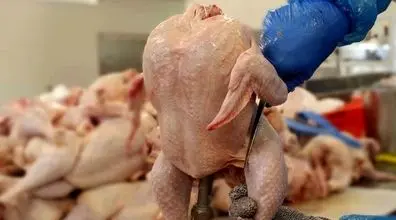  کاهش قیمت مرغ! | آیا قیمت مرغ به زیر 50 هزار تومان میرسد ؟ 