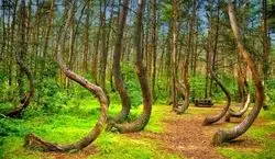 چرا درختای این جنگل کج رشد می کنن؟ | راز وحشتناک جنگل کج لهستان 