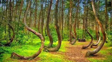 چرا درختای این جنگل کج رشد می کنن؟ | راز وحشتناک جنگل کج لهستان 