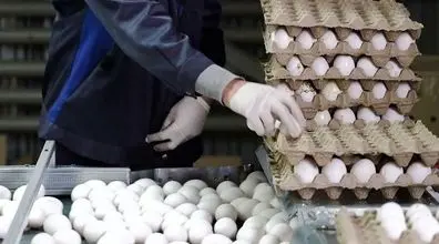 قیمت تخم مرغ کاهش یافت | اعمال نرخ مصوب تخم مرغ در فروشگاه ها