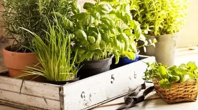 معرفی گیاهان آپارتمانی ضد حشره | با این گیاهان پشه و مگس ر از خانه دور کنید