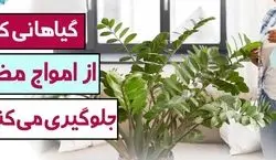 این گیاهان آپارتمانی امواج مضر رو جذب می کنن + عکس