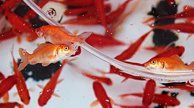 اگه نمی خوای ماهی قرمز عیدت بمیره بخون! | دلیل مردن ماهی قرمز چیست؟