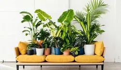 4 نکته مهم برای پر برگ شدن برگ گیاهان آپارتمانی | برای رشد سریع گیاهان چه باید کرد؟