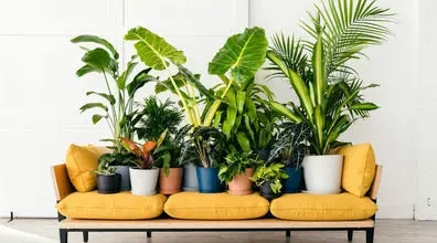 4 نکته مهم برای پر برگ شدن برگ گیاهان آپارتمانی | برای رشد سریع گیاهان چه باید کرد؟