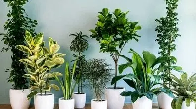 با این نکات تو فصل سرما از گیاهان آپارتمانی مراقبت کن! + ویدیو