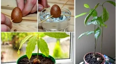ایده های جالب و خلاقانه برای کاشت گیاهان متفاوت در خانه + فیلم 