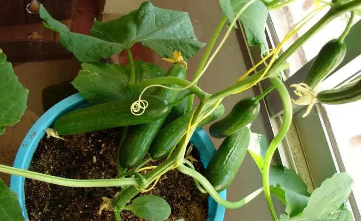 کاشت خیار در خانه