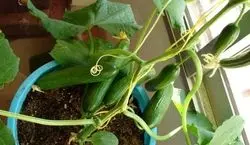 آموزش کامل کاشت و پرورش خیار در گلدان + نکات