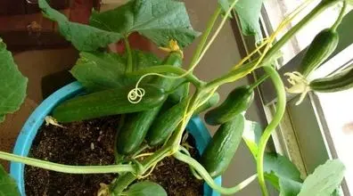 آموزش کامل کاشت و پرورش خیار در گلدان + نکات