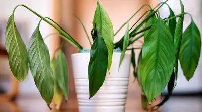 گیاهان آپارتمانی چرا پژمرده میشن؟ + راه حل