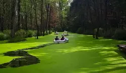 رودخانه ای به رنگ سبز در گیلان | عکس های دیدنی از مرداب سراوان  