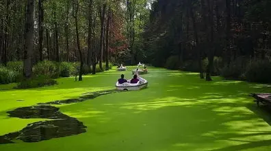 رودخانه ای به رنگ سبز در گیلان | عکس های دیدنی از مرداب سراوان  