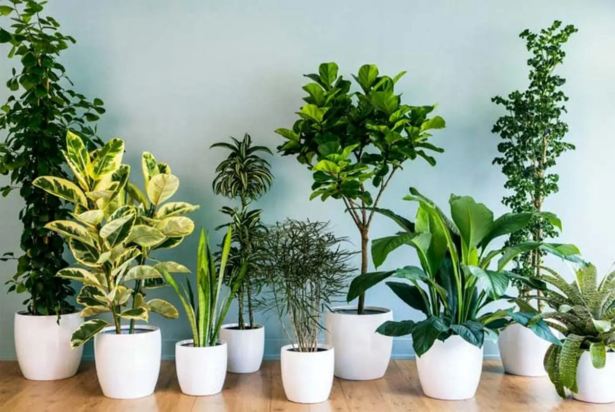 معرفی گیاهان کم نور برای آپارتمان | گیاهان آپارتمانی مقاوم + عکس