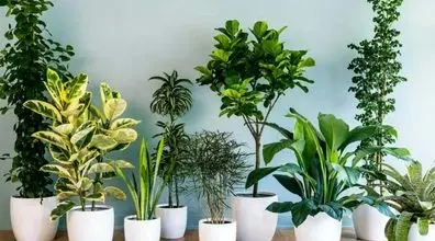 معرفی گیاهان کم نور برای آپارتمان | گیاهان آپارتمانی مقاوم + عکس 