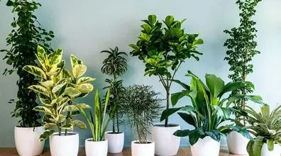 گیاهان آپارتمانی سمی و خطرناک را بشناس! | اگه این گیاه ها رو داری احتیاط کن