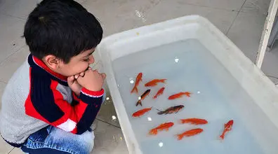 هرگز ماهی قرمز عید نخر!! | خطرات خرید ماهی قرمز عید برای بچه ها! + نکات