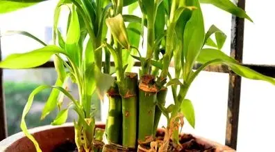 دلیل اصلی زرد شدن برگ های بامبو چیست؟ | صفر تا صد نگهداری از گیاه بامبو 
