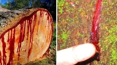 ماجرای درخت عجیبی که خون گریه میکنه چیه + عکس 