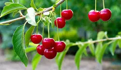 طرز کاشت هسته آلبالو در گلدان | روش پرورش گیاه آلبالو در خانه