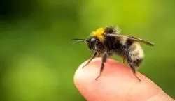 فواید پنهان در نیش زنبور که شما نمی دانید! + توضیحات 