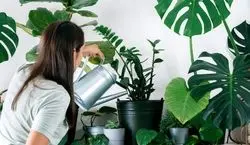 روش صحیح مراقبت از گیاهان آپارتمانی در هوای گرم تابستان + نکات