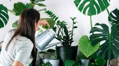 روش صحیح مراقبت از گیاهان آپارتمانی در هوای گرم تابستان + نکات