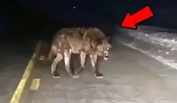 (ویدیو) جولان وحشتناک شبانه گرگ ها، در خیابان های خرم آباد!!