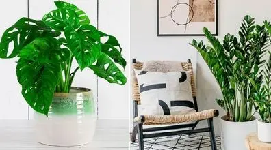 این گیاهان آپارتمانی خونت رو لوکس میکنن + عکس