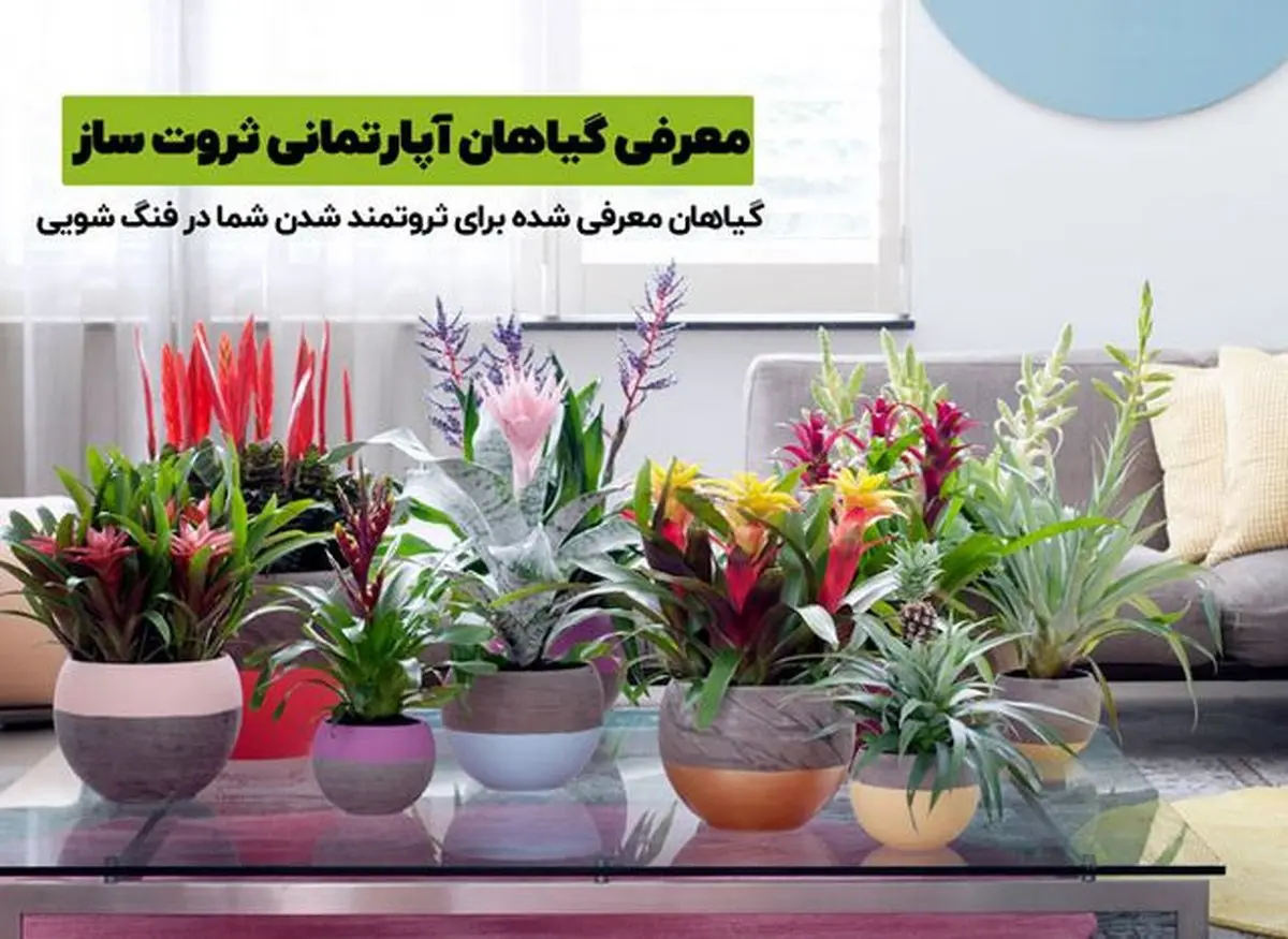 گیاهان آپارتمانی