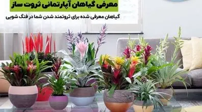 اگه می خوای پولدار بشی این گیاه ها رو تو خونت نگهدار! | معرفی گیاهان آپارتمانی پول ساز
