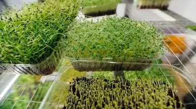آموزش سبز کردن سبزه با خاکشیر | 5 مدل کاشت سبزه عید با خاکشیر