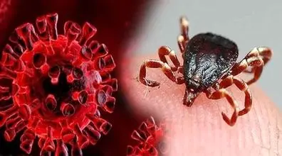 شیوع تب کشنده در ایران | روش های پیشگیری و درمان تب کنگو + فیلم