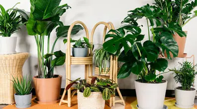 گیاهان آپارتمانی که هرگز خشک نمی‌شوند! | گیاهان آپارتمانی مقاوم کدام است؟