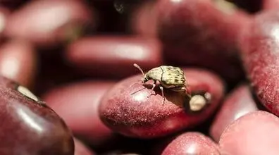 حشرات حبوبات رو چجوری از بین ببریم؟ + راه حل 