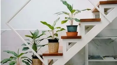 گیاهان آپارتمانی مناسب راه پله  + عکس