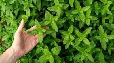 آموزش کاشت نعنا در گلدان | خونت رو به یاغچه تبدیل کن + نکات 