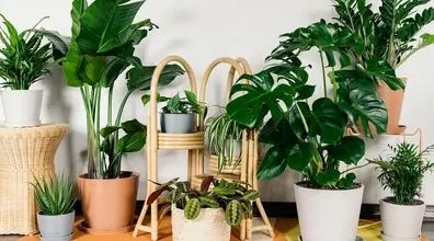 این 5 تا گیاه آپارتمانی با نور لامپ رشد می‌ کنن + عکس