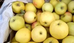  32 مورد از خواص بی نظیر سیب برای سلامت بدن + طبع 