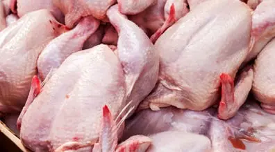 درخواست اتحادیه مرغداران | مردم مرغ ذخیره کنند تا قیمت مرغ  گران نشود