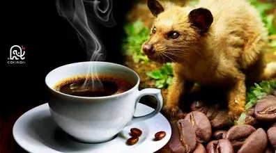 گران ترین قهوه جهان با مدفوع گربه + فیلم مراحل ساخت