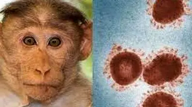آبله میمون به بابل رسید!! | شیوع بیماری آبله میمون