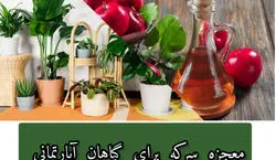 فواید شگفت انگیز سرکه برای گیاهان آپارتمانی | روش های رفع آفات گیاهان آپارتمانی