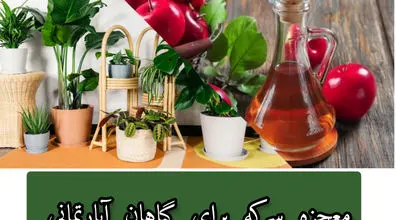 فواید شگفت انگیز سرکه برای گیاهان آپارتمانی | روش های رفع آفات گیاهان آپارتمانی