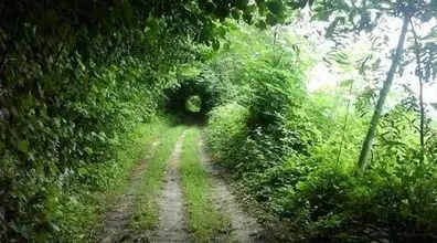 تونلی که تهش به بهشت میرسه! | معرفی جنگل صفرابسته + عکس